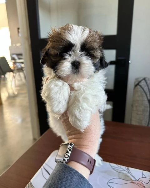 meravigliosi Shitzu per adozione | Foto 1