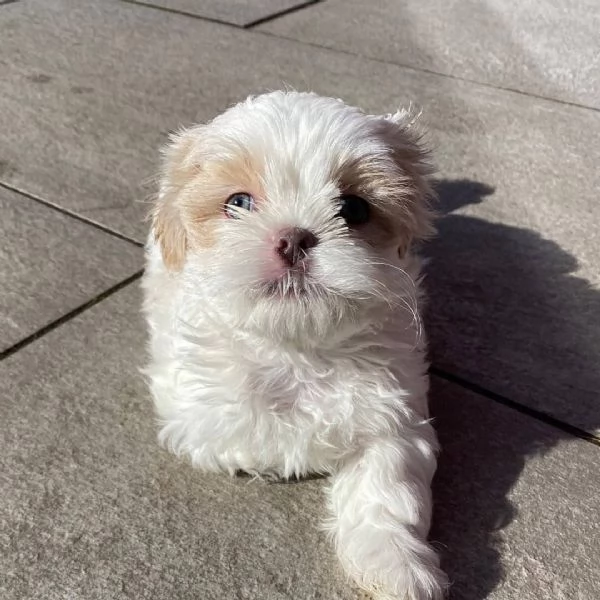 meravigliosi Shitzu per adozione | Foto 3