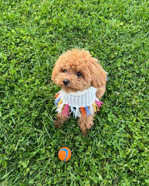 meravigliosi Barboncino per adozione