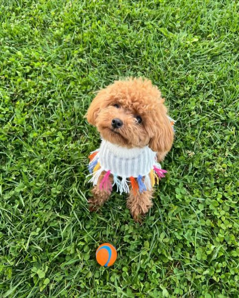 meravigliosi Barboncino per adozione | Foto 1