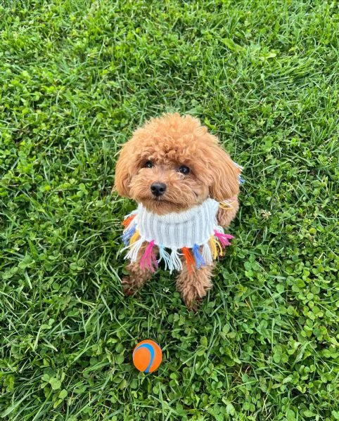 meravigliosi Barboncino per adozione | Foto 0