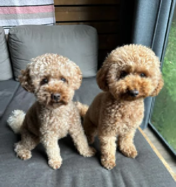 meravigliosi Barboncino per adozione