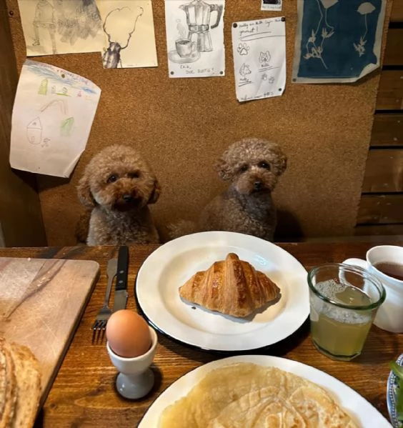 meravigliosi Barboncino per adozione | Foto 0