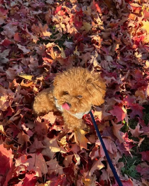 meravigliosi Barboncino per adozione | Foto 2