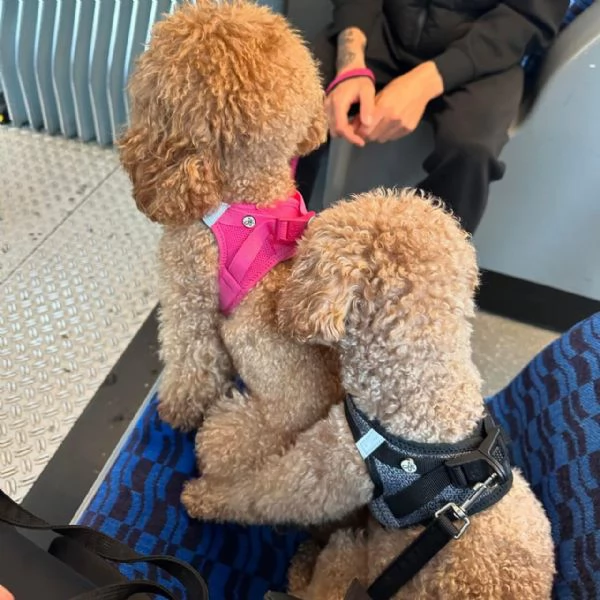 meravigliosi Barboncino per adozione | Foto 4