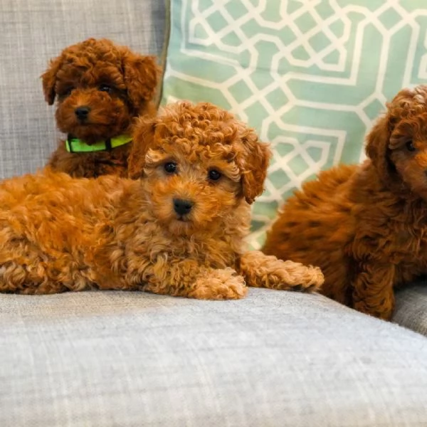 meravigliosi Barboncino per adozione | Foto 0