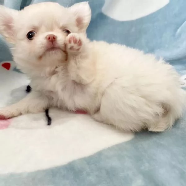 meravigliosi Chihuahua per adozione | Foto 4