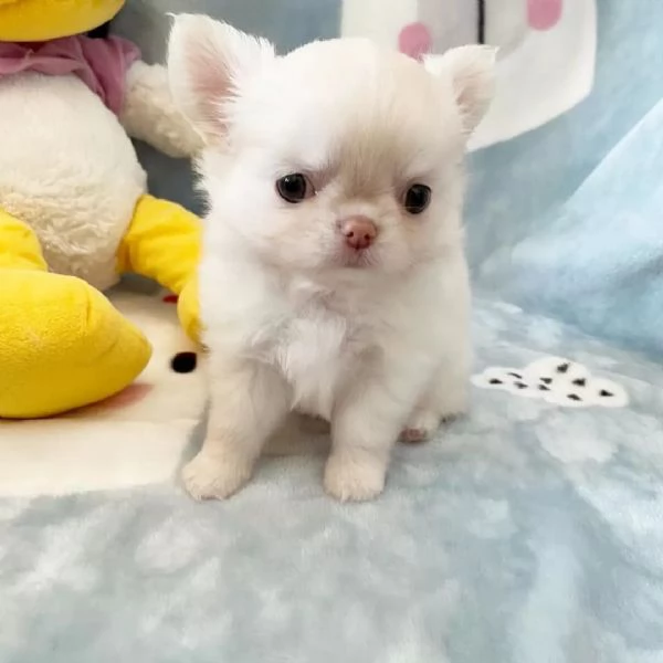 meravigliosi Chihuahua per adozione | Foto 2