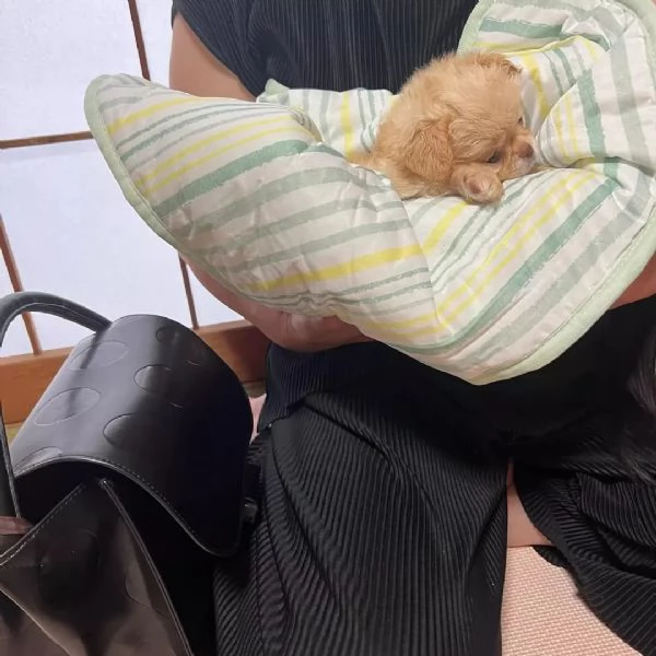 meravigliosi Chihuahua per adozione