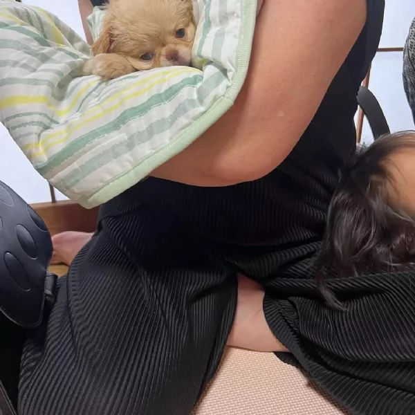 meravigliosi Chihuahua per adozione | Foto 0