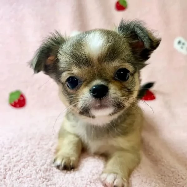 meravigliosi Chihuahua per adozione