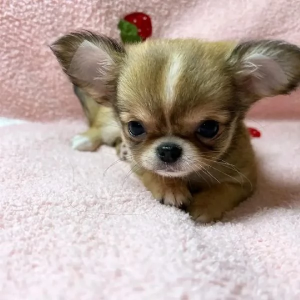 meravigliosi Chihuahua per adozione | Foto 0