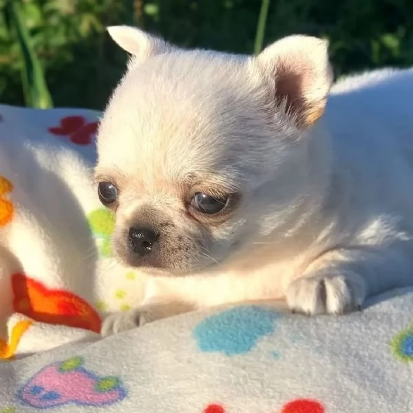 meravigliosi Chihuahua per adozione | Foto 2