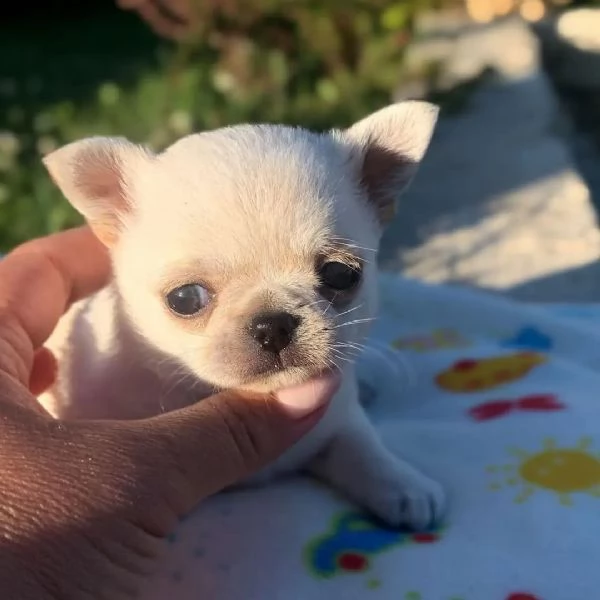 meravigliosi Chihuahua per adozione | Foto 1