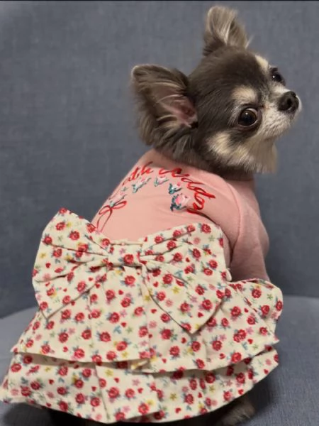 meravigliosi Chihuahua per adozione | Foto 2