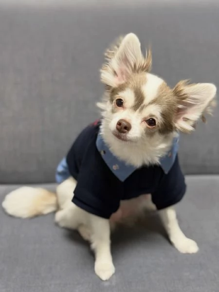 meravigliosi Chihuahua per adozione