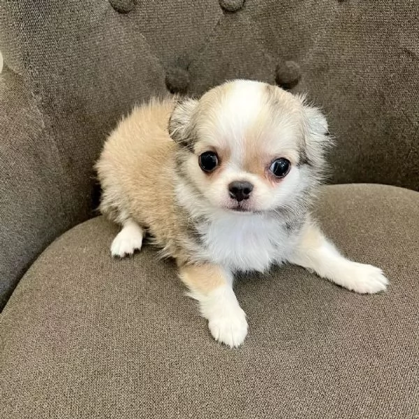 meravigliosi Chihuahua per adozione