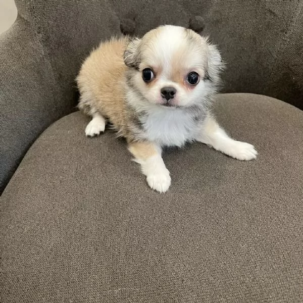 meravigliosi Chihuahua per adozione | Foto 1