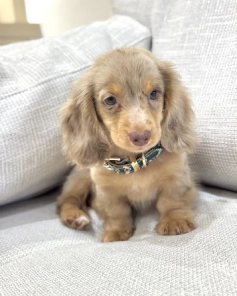 meravigliosi Bassotto per adozione | Foto 6