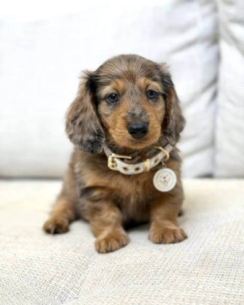 meravigliosi Bassotto per adozione