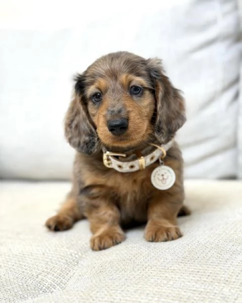 meravigliosi Bassotto per adozione | Foto 6