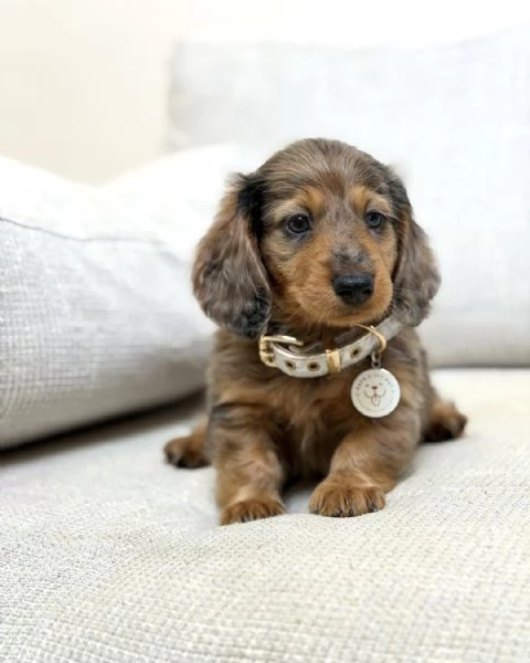 meravigliosi Bassotto per adozione | Foto 4