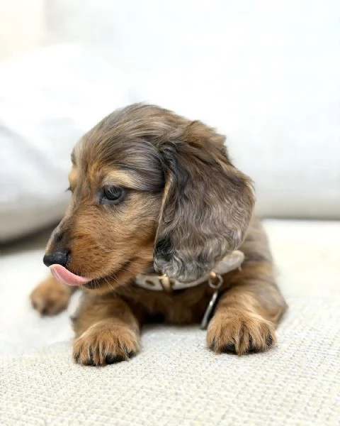 meravigliosi Bassotto per adozione | Foto 1