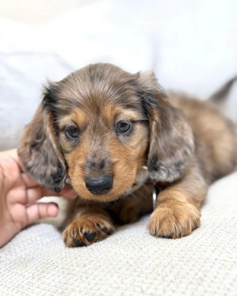 meravigliosi Bassotto per adozione | Foto 0