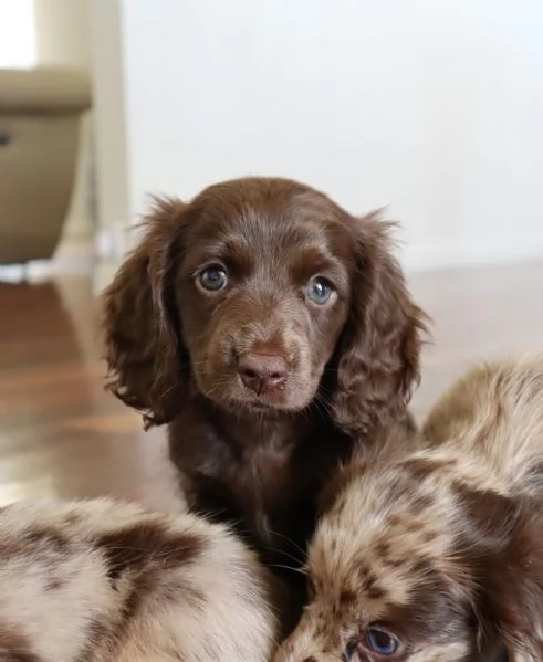meravigliosi Bassotto per adozione | Foto 2