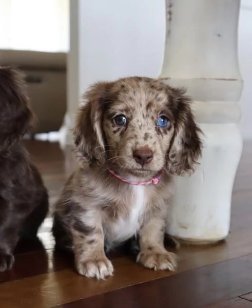 meravigliosi Bassotto per adozione | Foto 1