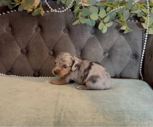 meravigliosi Bassotto per adozione | Foto 2