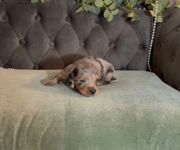 meravigliosi Bassotto per adozione | Foto 1