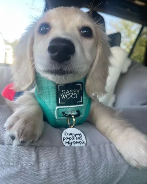 meravigliosi Bassotto per adozione