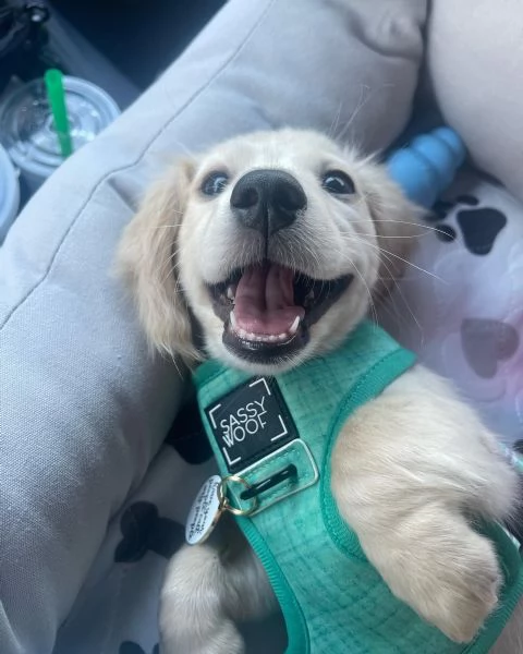 meravigliosi Bassotto per adozione | Foto 1