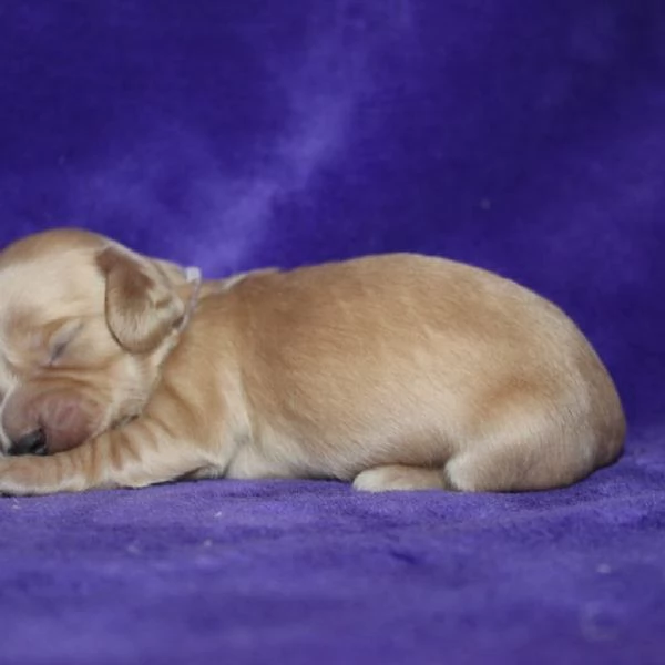 meravigliosi Bassotto per adozione | Foto 3