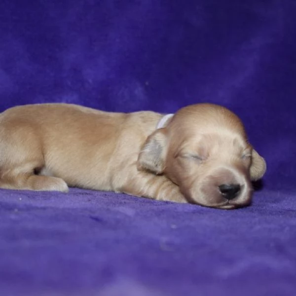 meravigliosi Bassotto per adozione | Foto 0