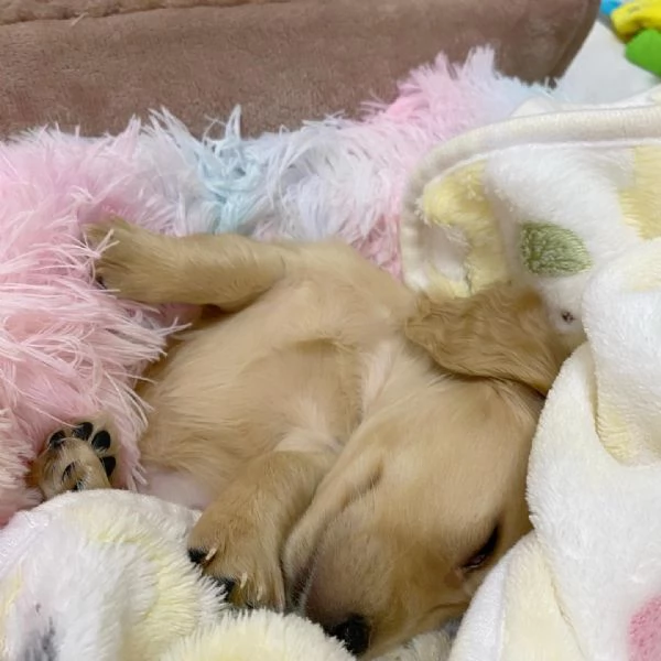 meravigliosi Bassotto per adozione | Foto 3