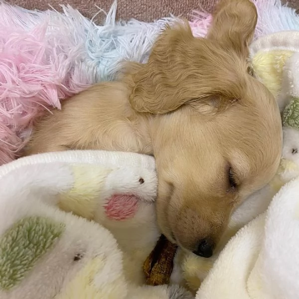 meravigliosi Bassotto per adozione | Foto 2