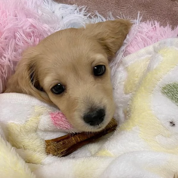 meravigliosi Bassotto per adozione | Foto 1