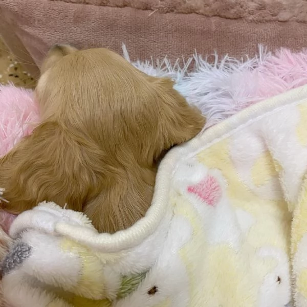 meravigliosi Bassotto per adozione | Foto 0