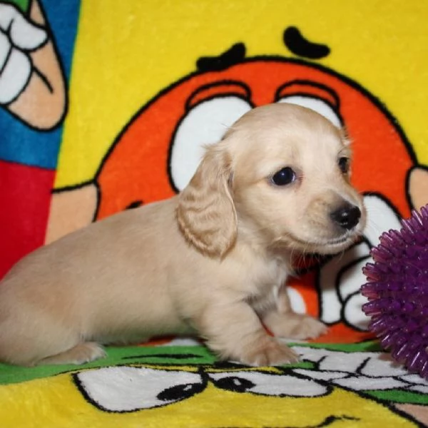 meravigliosi Bassotto per adozione | Foto 1