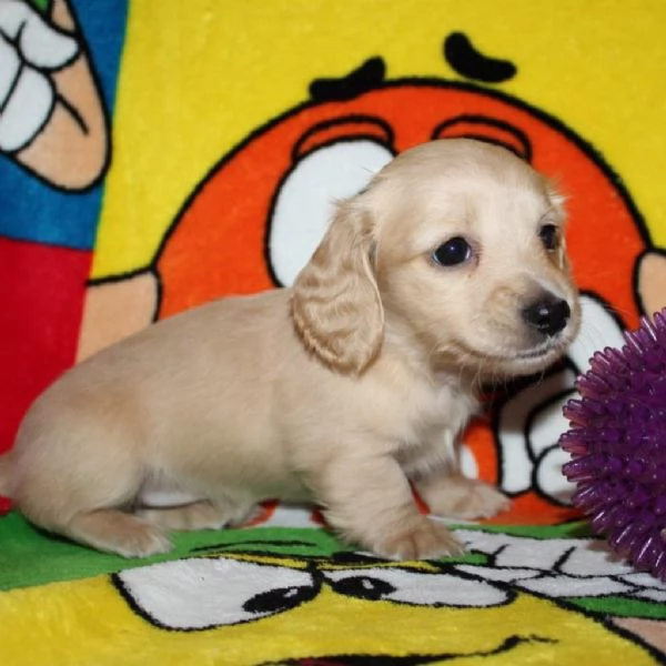 meravigliosi Bassotto per adozione