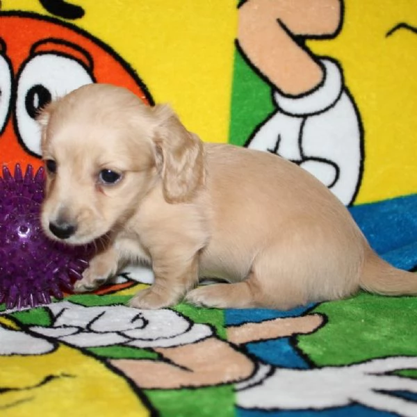 meravigliosi Bassotto per adozione | Foto 0