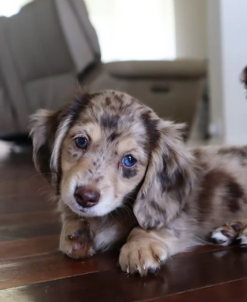 meravigliosi Bassotto per adozione | Foto 3