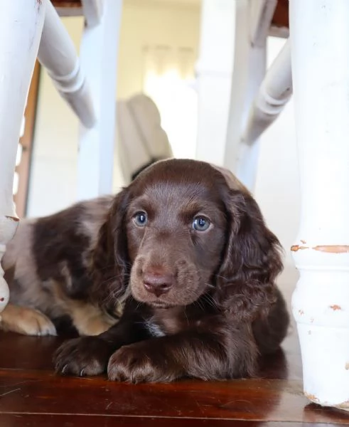 meravigliosi Bassotto per adozione | Foto 1