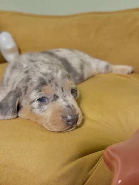 meravigliosi Bassotto per adozione | Foto 2