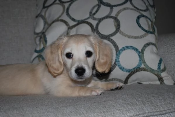 meravigliosi Bassotto per adozione | Foto 0