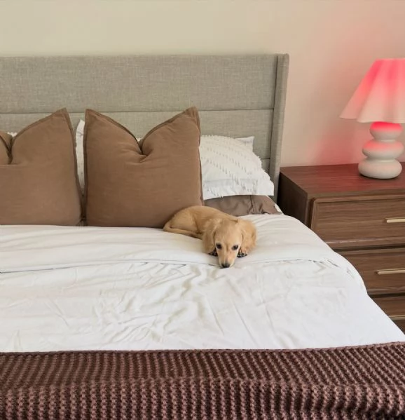 meravigliosi Bassotto per adozione | Foto 2