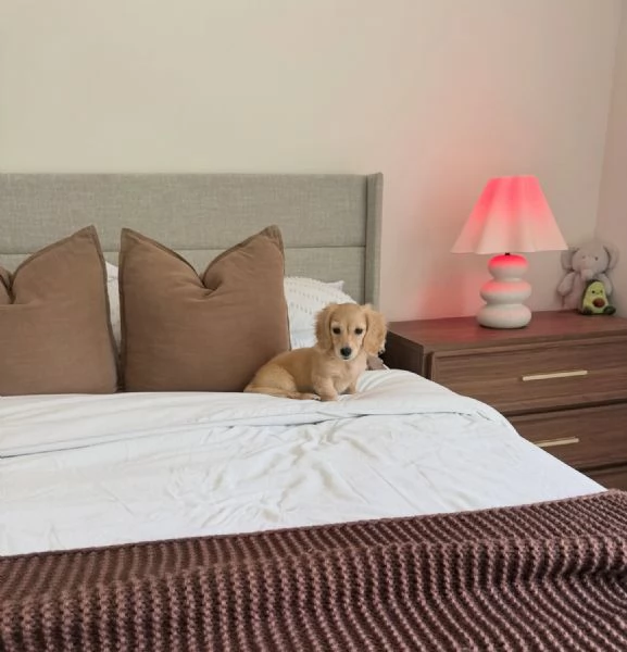 meravigliosi Bassotto per adozione | Foto 0