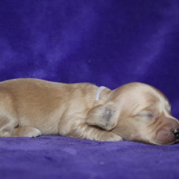 meravigliosi Bassotto per adozione | Foto 2